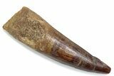 Fossil Spinosaurus Tooth - Real Dinosaur Tooth #376433-1
